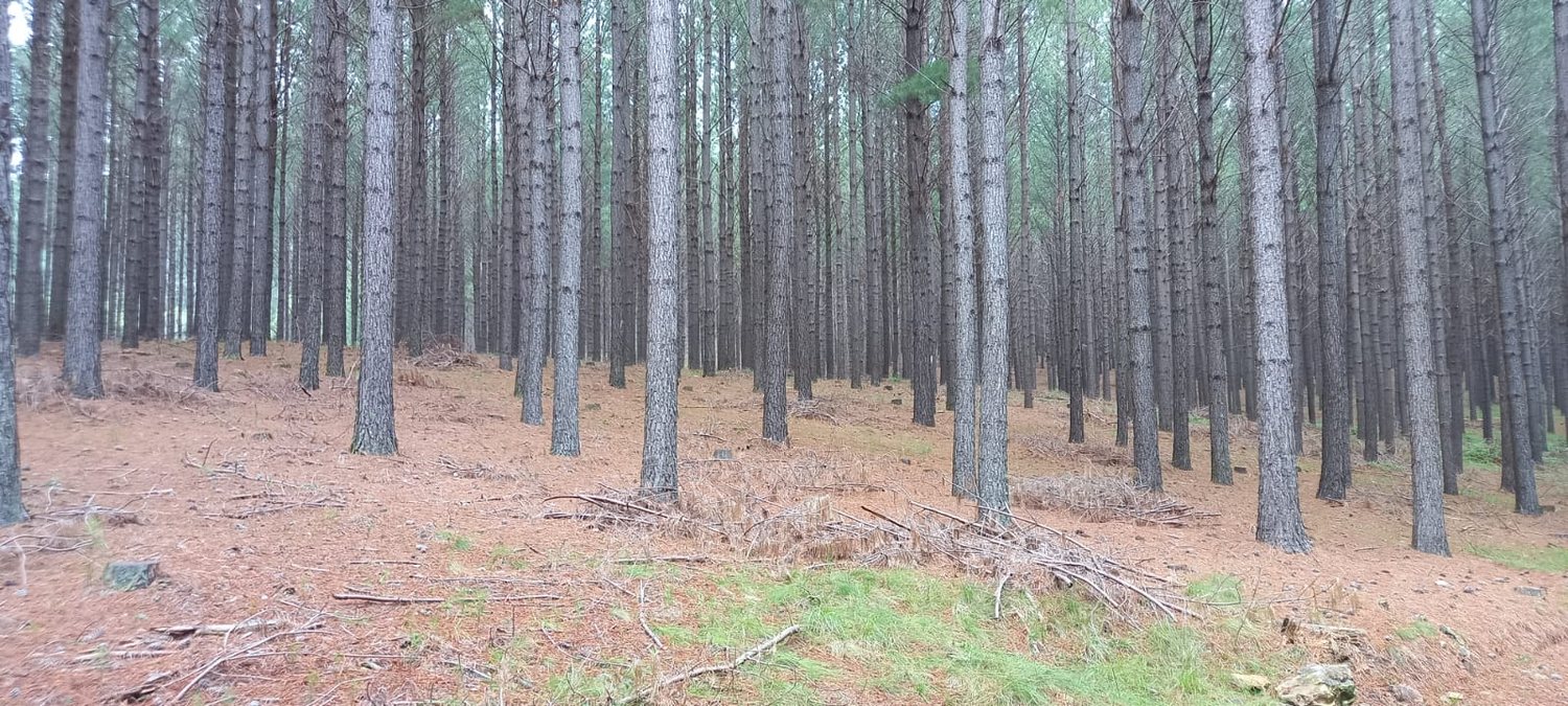 Floresta plantada de pinus