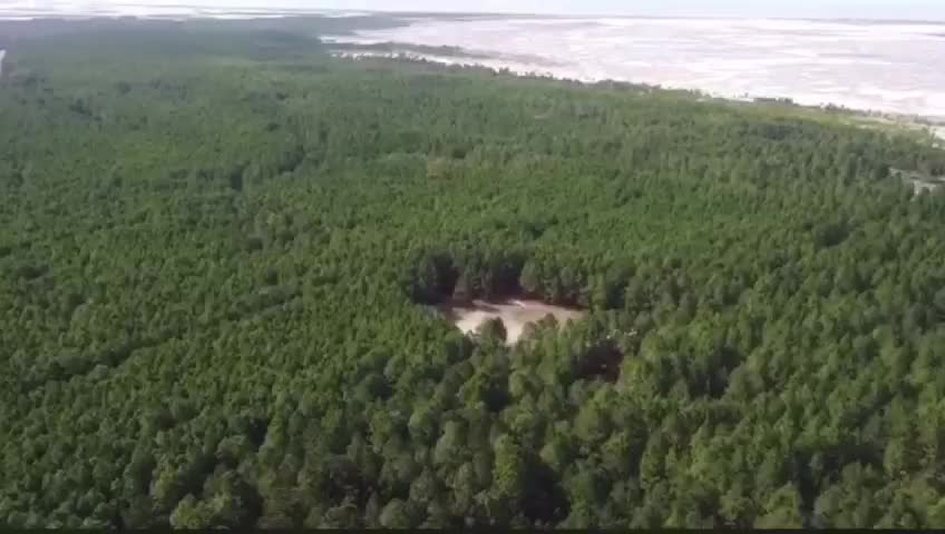 Floresta plantada — vista aérea
