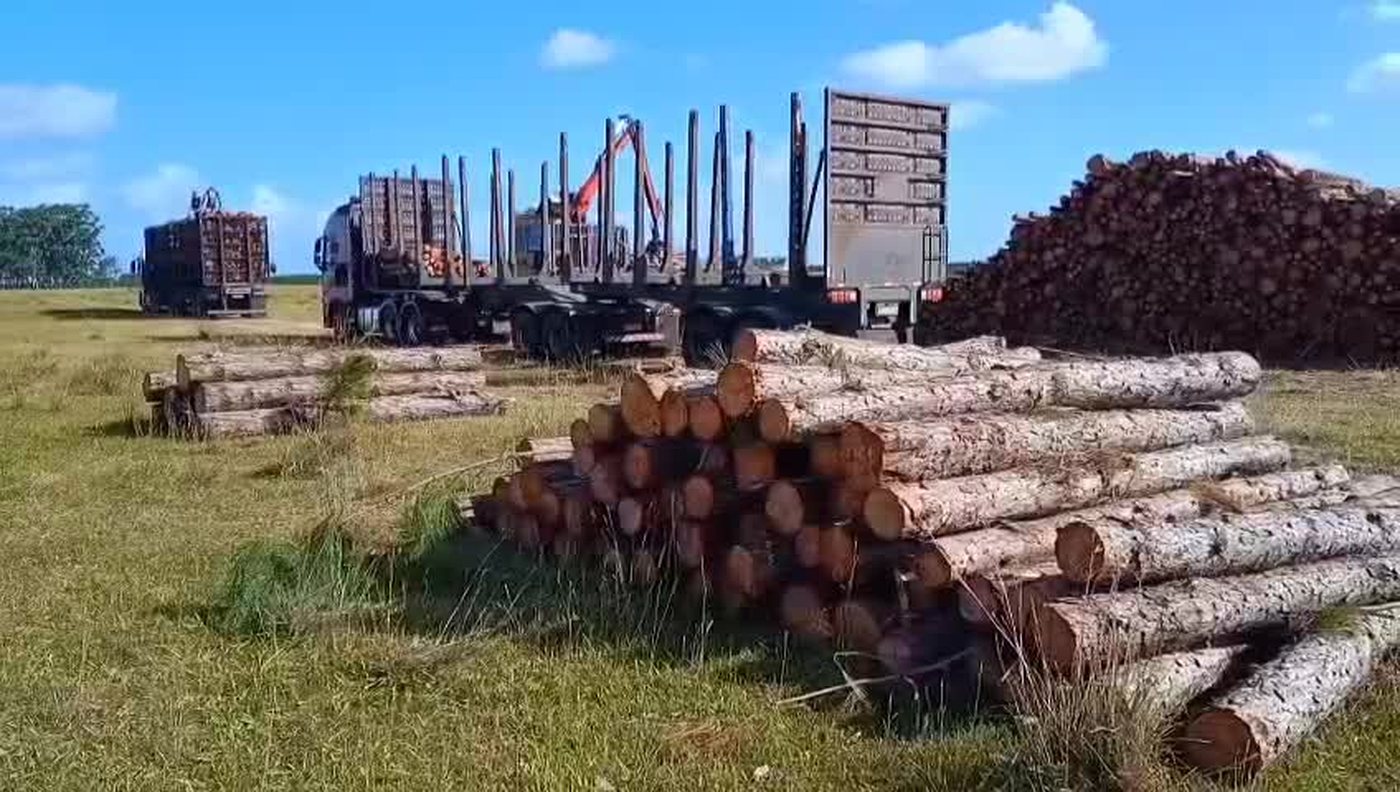 Pátio de toras
